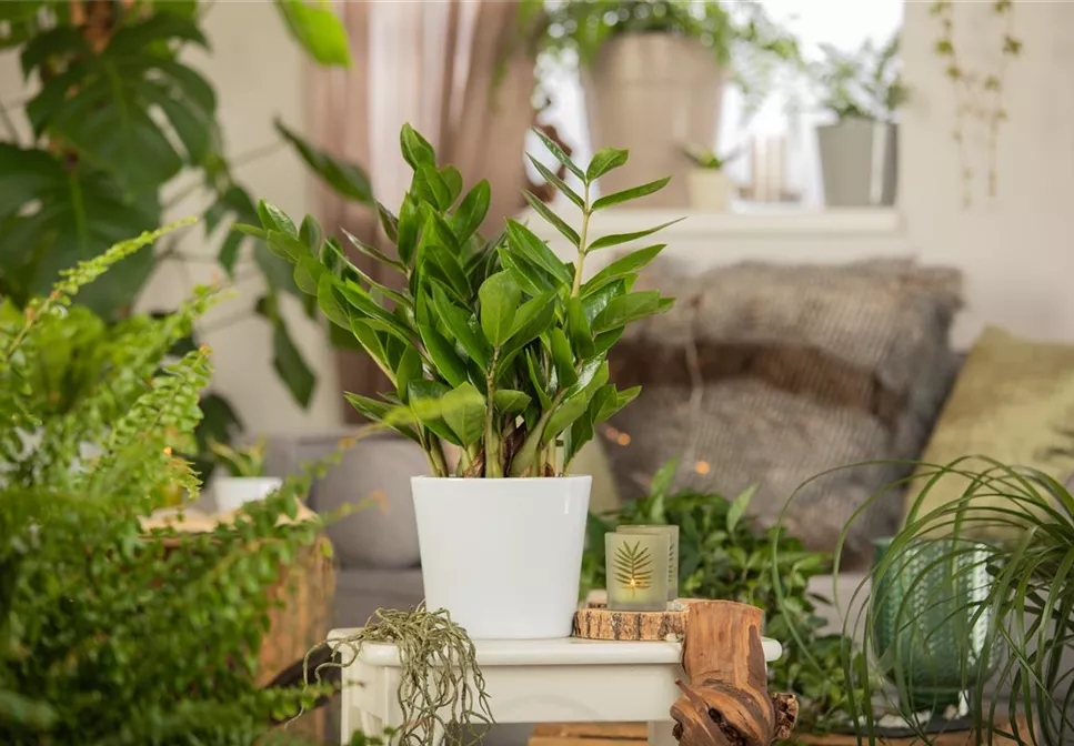 ZAMIOCULCAS - BESONDERS PFLEGELEICHT!