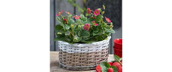 GESUND NASCHEN AUF DEM BALKON!