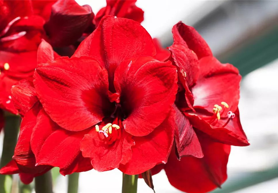 AMARYLLIS