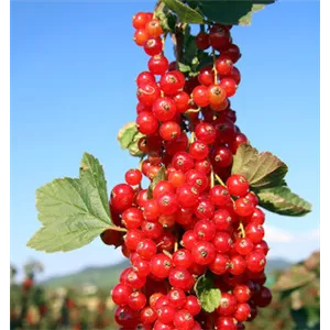 OBSTGARTEN FÜR KINDER