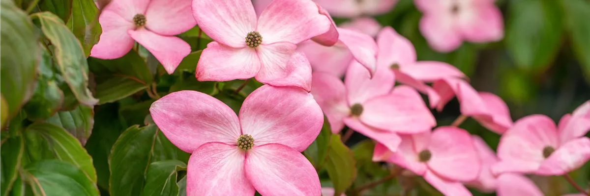 Cornus kousa 'Satomi'®