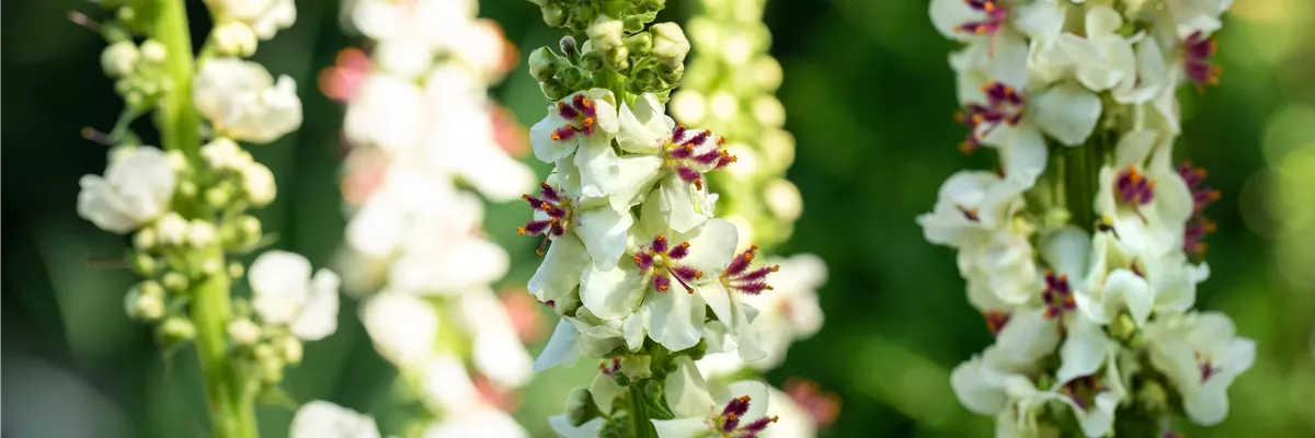 Verbascum nigrum 'Album'