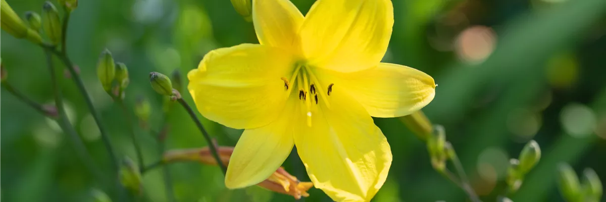 Hemerocallis, gelb