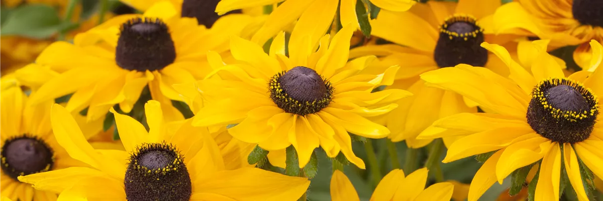 Rudbeckia hirta