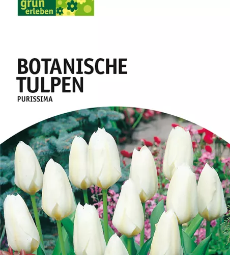 Botanische Tulpen