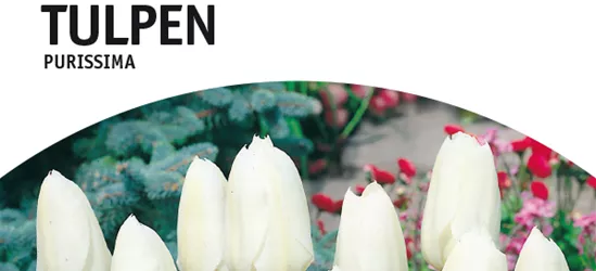 Botanische Tulpen