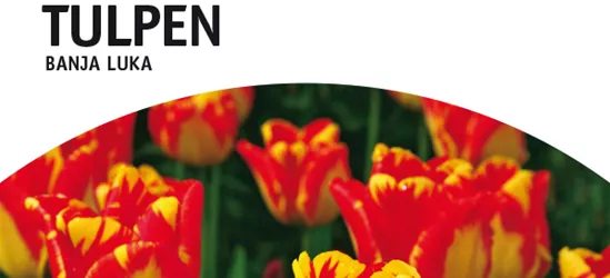 Darwin Hybrid-Tulpen