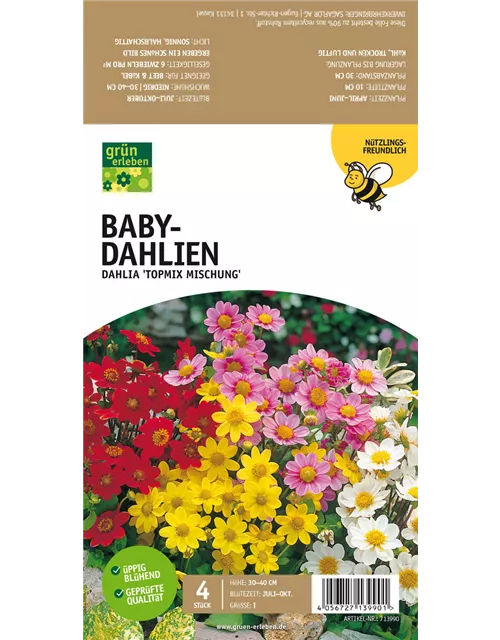 Bienenfreundliche Baby-Dahlien