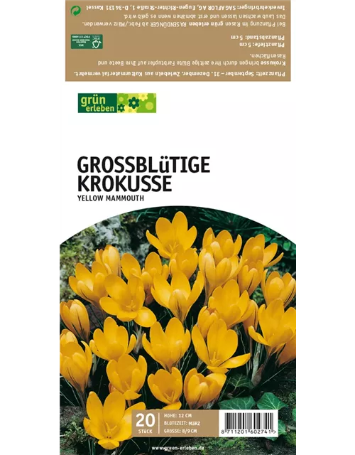 Großblüt. Krokusse