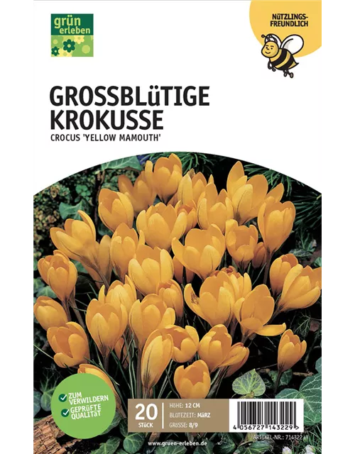 Großblüt. Krokusse