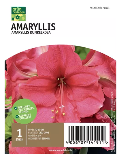 Amaryllis Dunkel 