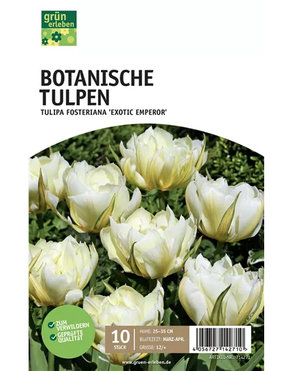 Fosteriana-Tulpen