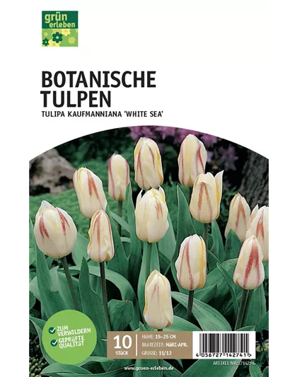 Kaufmanniana-Tulpen