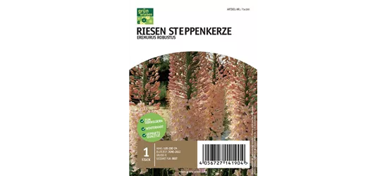 Riesen Steppenkerze