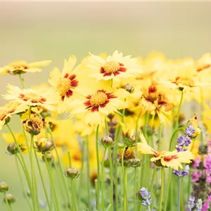 GARTEN-FEELING FüR DEN BALKON