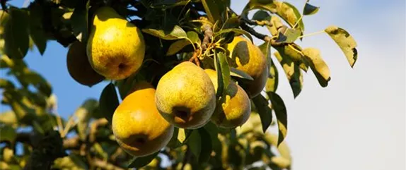 STREUOBSTWIESE - GESUNDHEIT ZUM SELBERPFLüCKEN