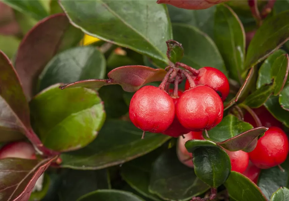 DAS GRAB IM HERBST!