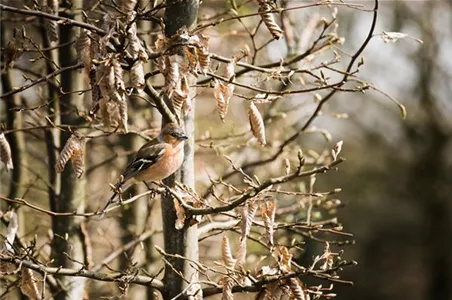 TIPPS ZUR WINTERVOGELFüTTERUNG